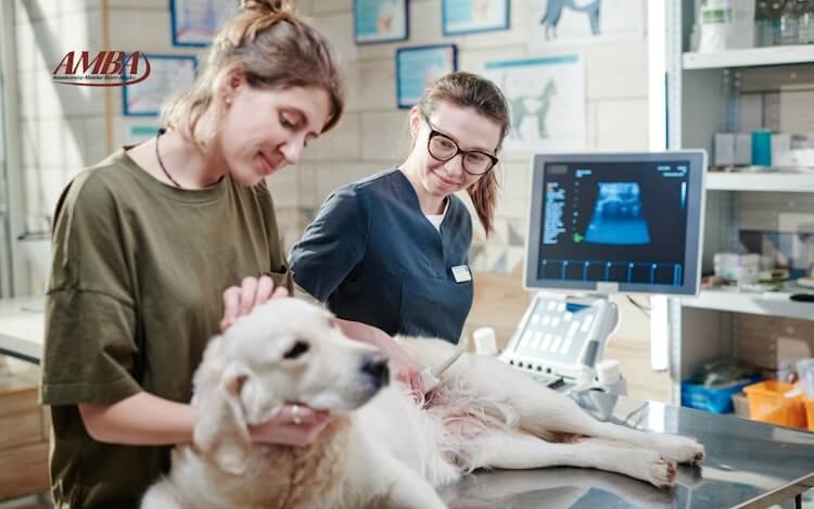 Hund mit Tierarztbesuch und medizinischer Behandlung