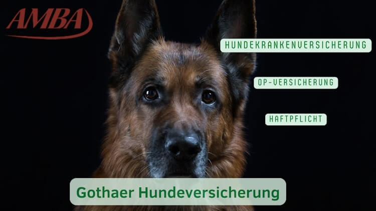 Hundekrankenversicherung der Gothaer