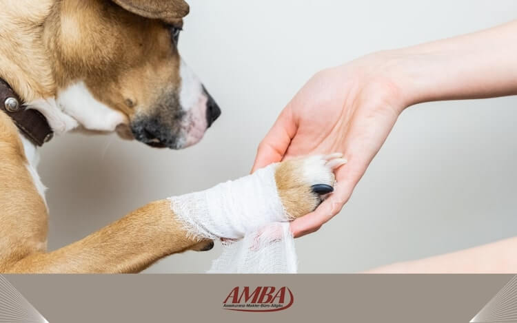 Hund mit Verletzung und Tierarzt