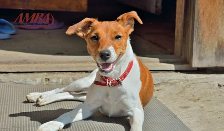 Parson Russel Terrier