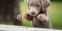 Passende Versicherung für Hunde