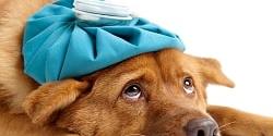 Hundekrankenversicherung Vergleich