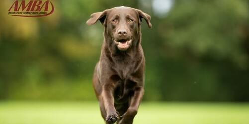 Labrador Retriever