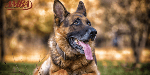 Deutscher Schäferhund