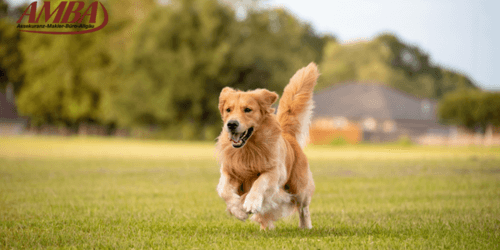 Golden Retriever