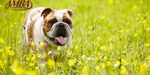 Bulldogge