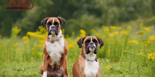 Boxer
