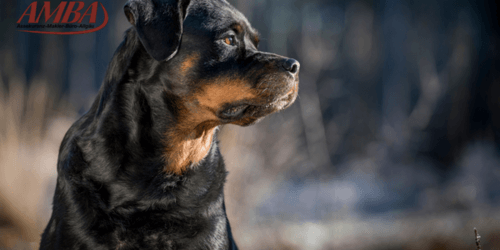 Rottweiler