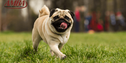 Mops