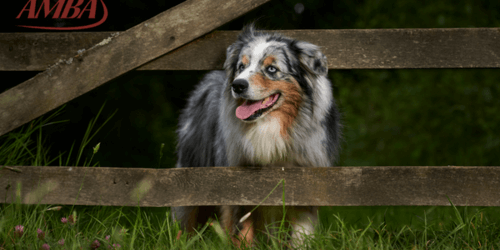 Australian Shepherd