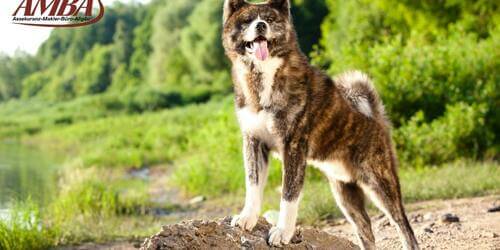 Akita Inu