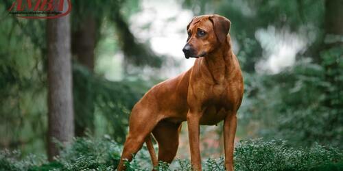 Rhodesian Ridgeback