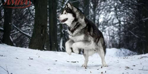Alaskan Malamute
