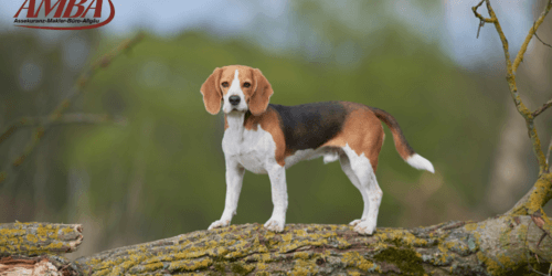 Beagle