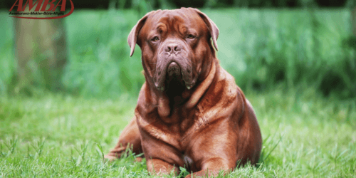 Bordeaux Dogge