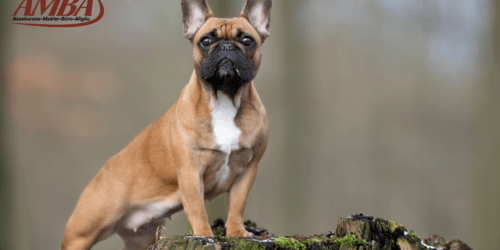 französische Bulldogge