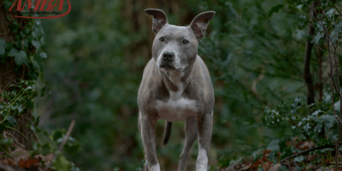 American Staffordshire