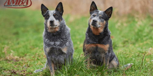 Australian Cattle Dog