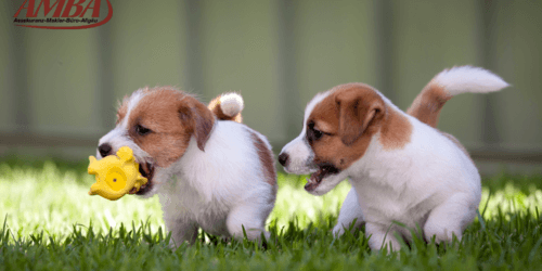 Jack Russel Terrier