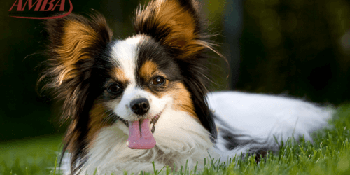 Papillon
