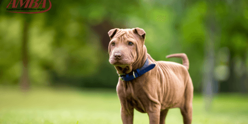 Shar Pei