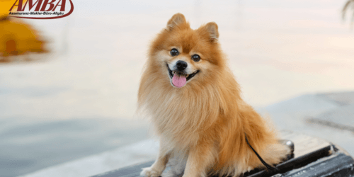 Pomeranian