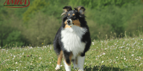 Shetland Sheepdog