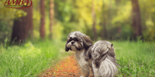 Shih Tzu