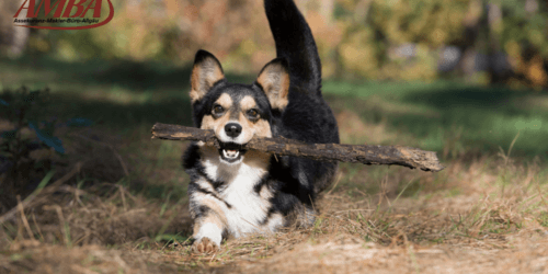 Welsh Corgi