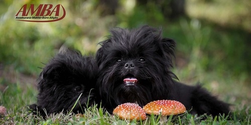 Affenpinscher