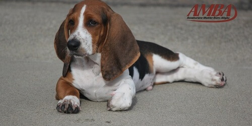Basset Hound