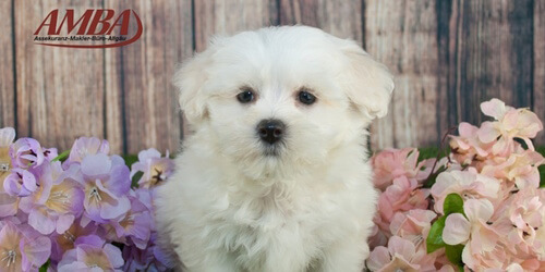 Maltipoo