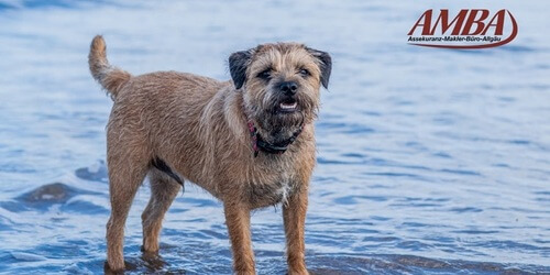 Border Terrier