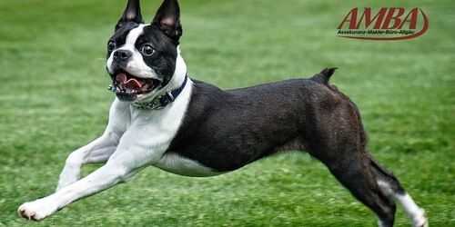 Boston Terrier