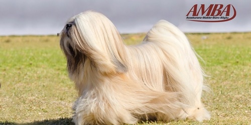 Lhasa Apso