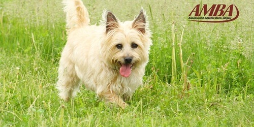 Cairn Terrier