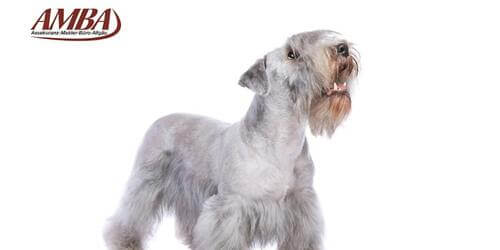 Cesky Terrier
