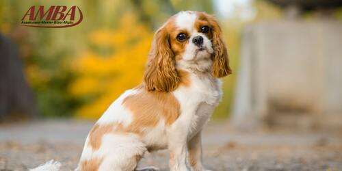 Cavalier King Charles Spaniel