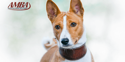 Basenji