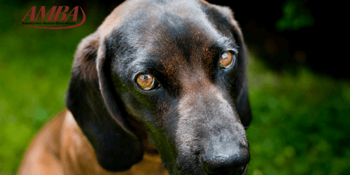 Bayerischer Gebirgsschweißhund
