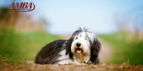Bearded Collie