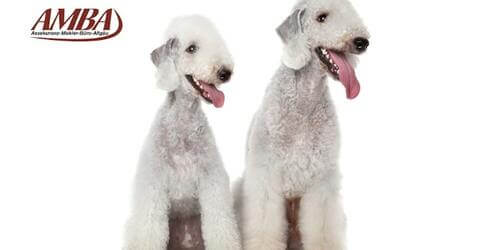 Bedlington Terrier