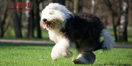 Bobtail