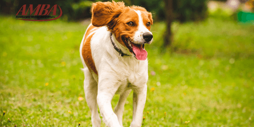Bretonischer Spaniel