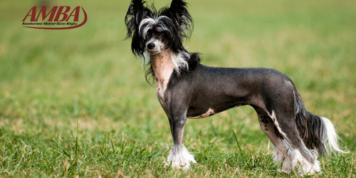 Chinesischer Schopfhund