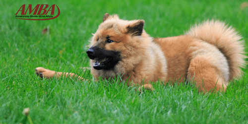 Eurasier