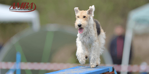 Foxterrier