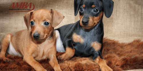 Zwergpinscher
