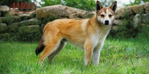 Norwegischer Lundehund
