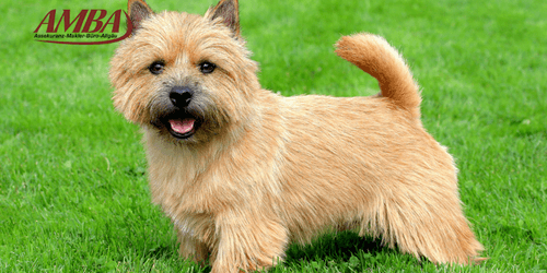 Norwich Terrier
